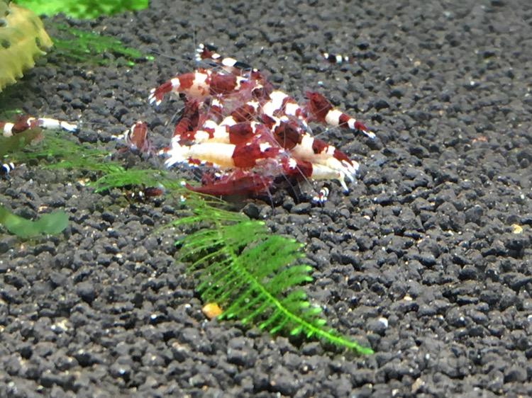 【出售】出红白水晶虾，酒红水晶虾-图4