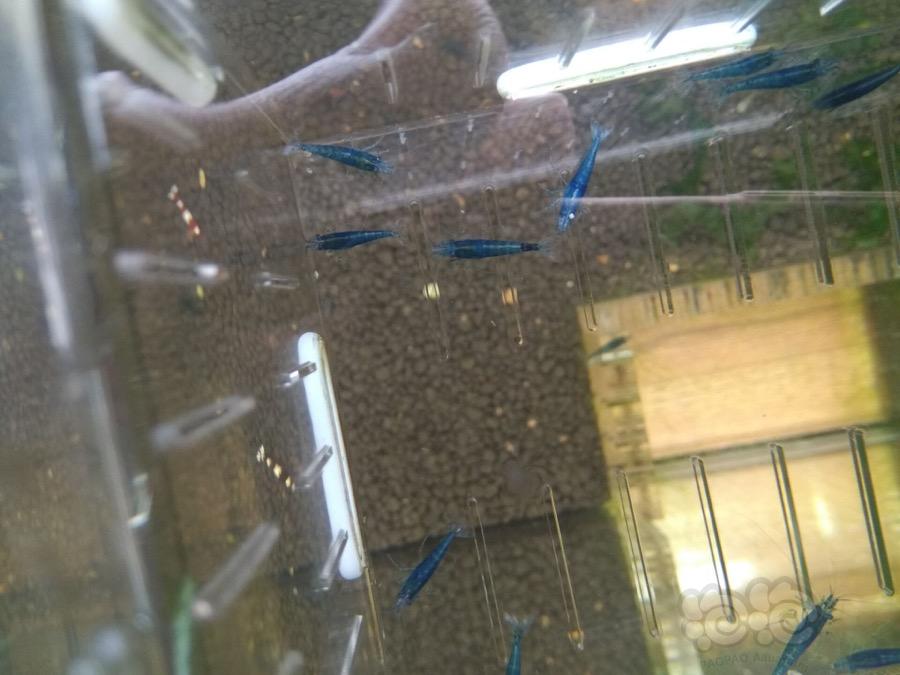 【虾】2017-02-26#RMB拍卖蓝宝石亚成虾一份30只-图3