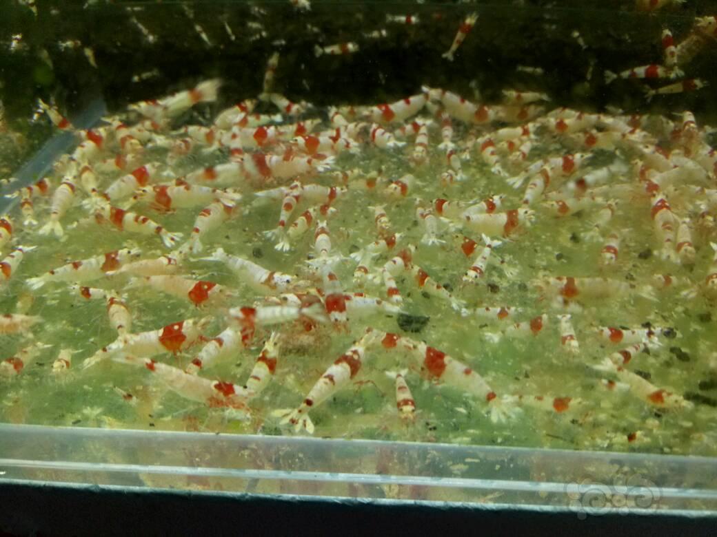秀秀纯血水晶虾-图1
