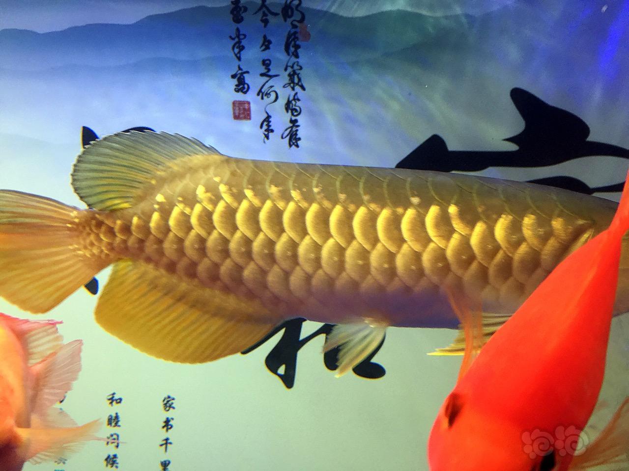 金龙鱼能否爬背