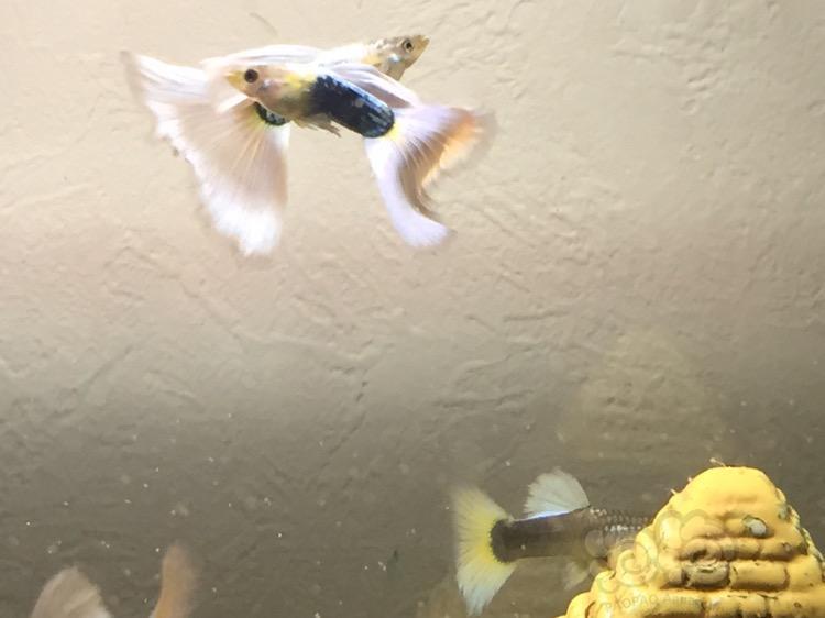 孔雀鱼纯白的黄礼服