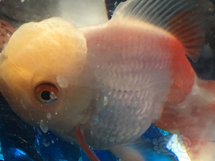 金鱼鳞片有点浮起来