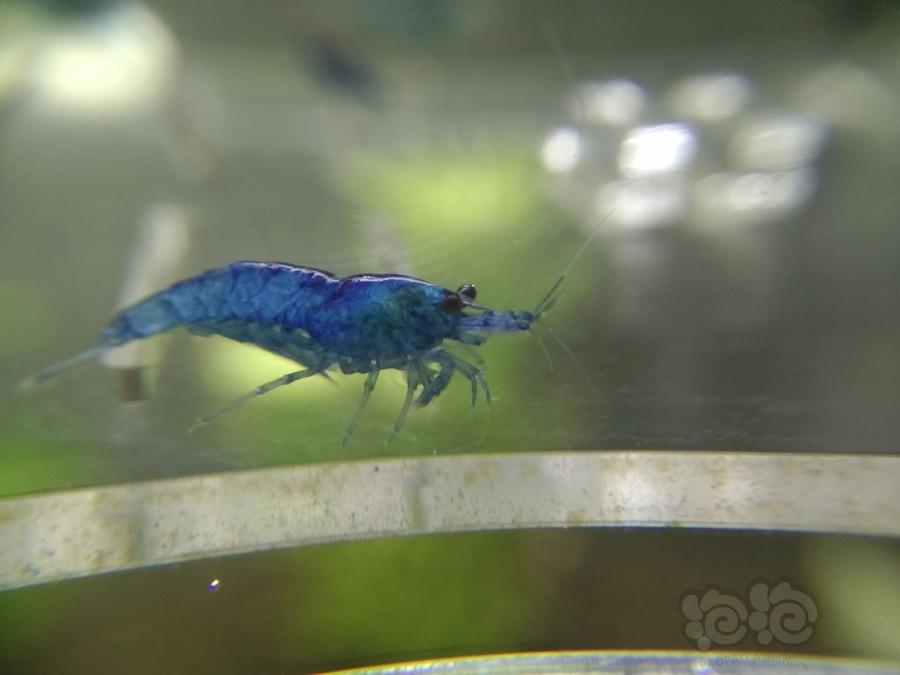 【虾】2017-02-26#RMB拍卖蓝宝石亚成虾一份30只-图6