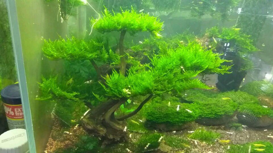 人懒好长时间没有搭理了松茸莫斯树