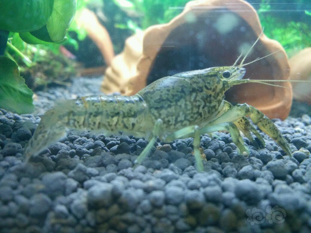晒晒我的龙纹虾
