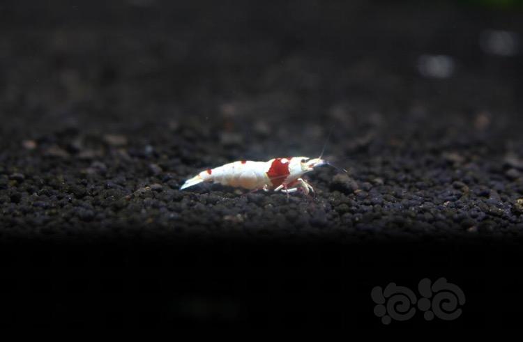 【虾】2017-02-28#RMB拍卖纯血红白水晶虾2只1份-图2