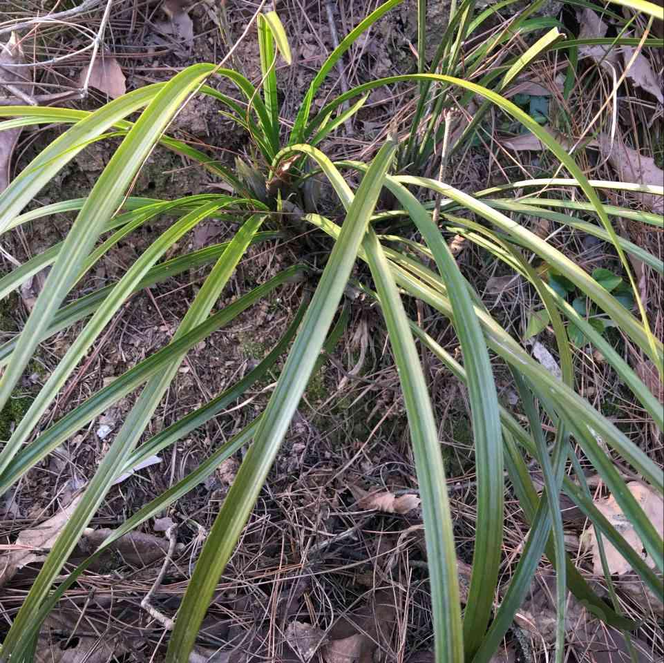 出售出售野生蘭花全部帶花骨朵過花期就看不到花了