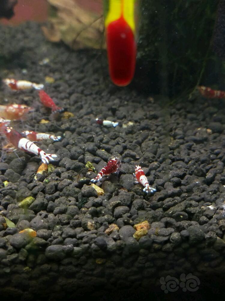这只酒红色的虾很个性啊，大了再瞧瞧-图1
