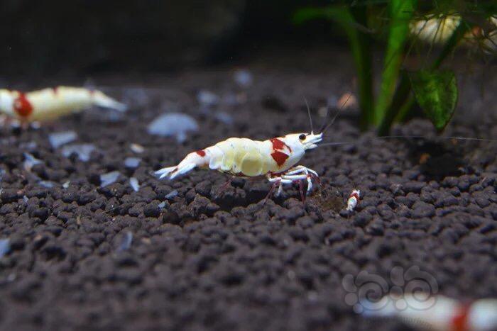 最美红白水晶虾-图4