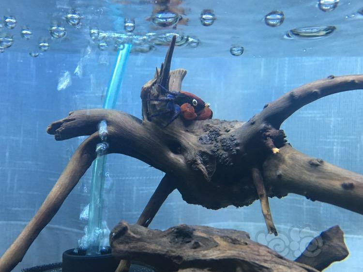 出售恶魔蟹火焰恶魔蟹