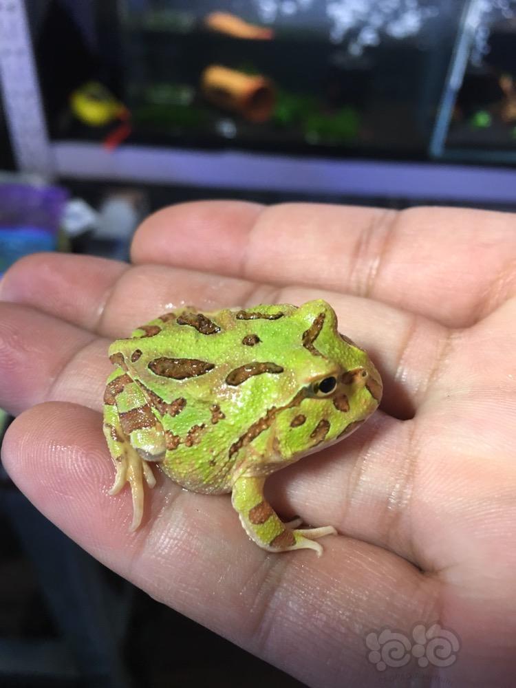 出售南美绿角蛙咖啡角蛙