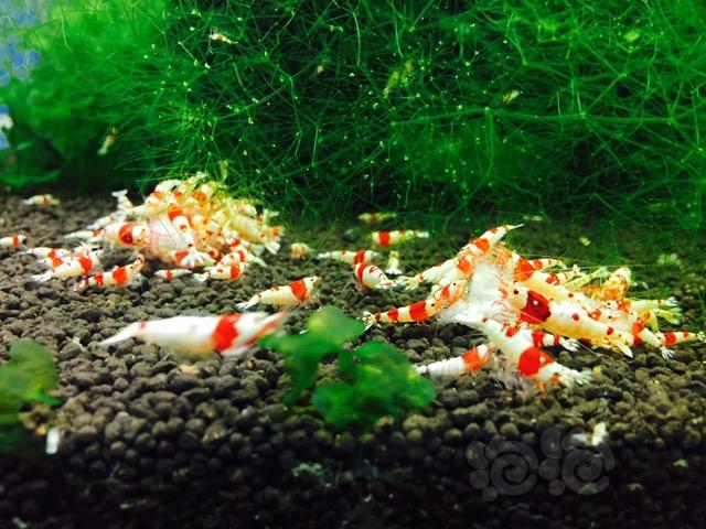 【出售】出红白水晶虾-图1