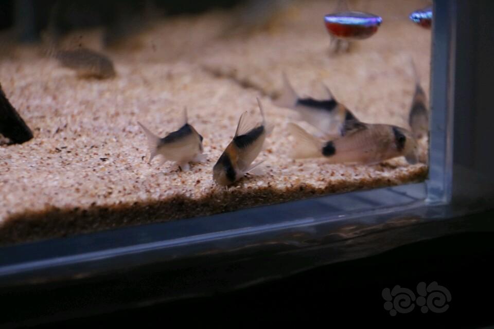 偶的鼠鱼缸摄影-图4