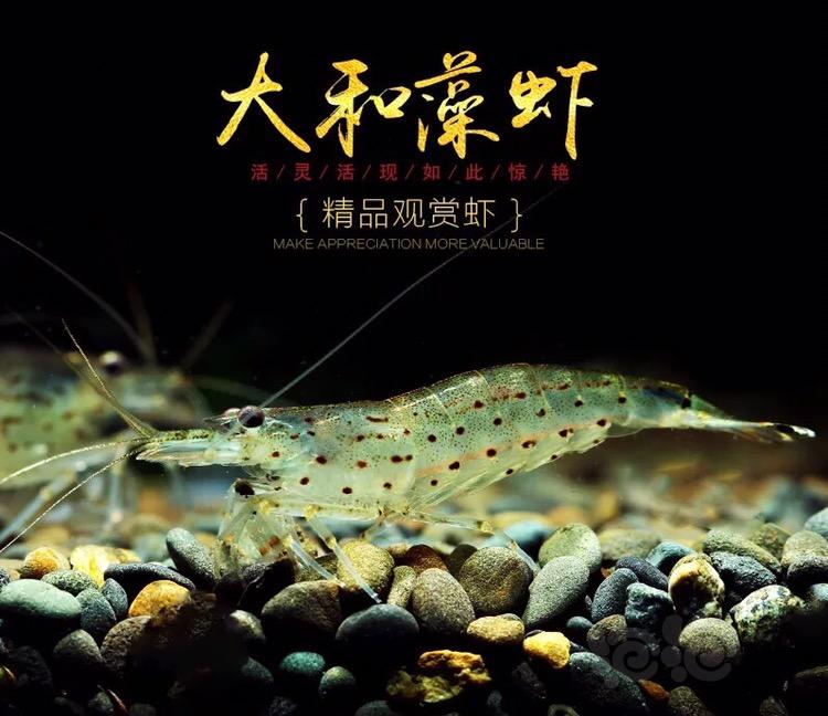 【求购】大河藻虾，要要要-图1