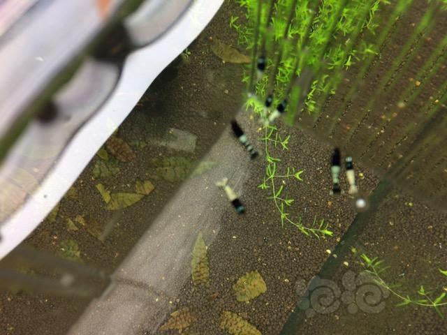 【虾】2017-03月25日＃RMB拍卖黑姘头虾10只一份-图4