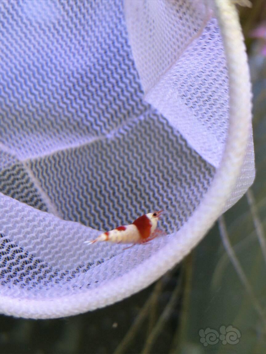 【虾】2017-3-7#RMB拍卖红白水晶虾一份10只-图4