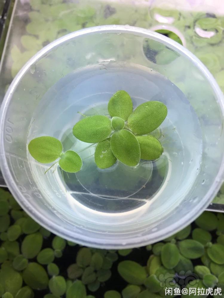 出售 水草浮萍水芙蓉水晶虾除no3 泡泡水族