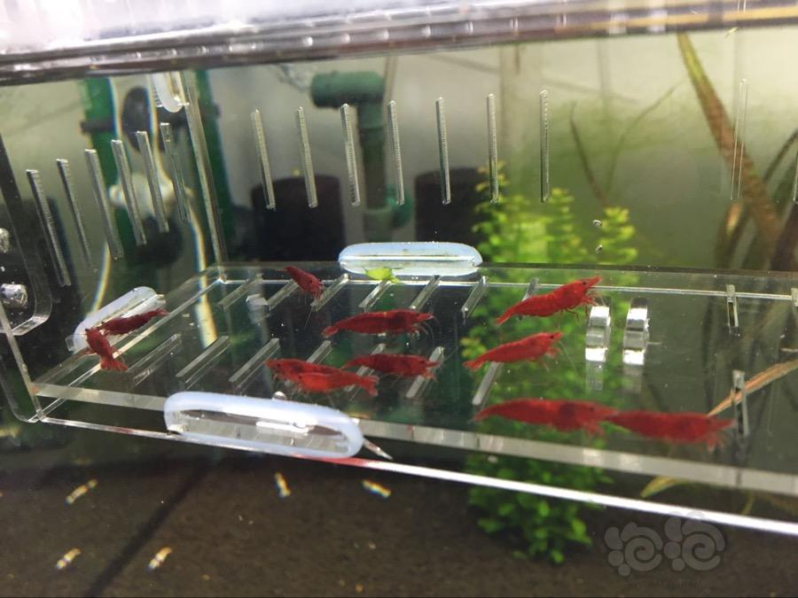 【虾】2017-03-16#RMB拍卖血腥玛丽成虾繁殖组一份35只-图3