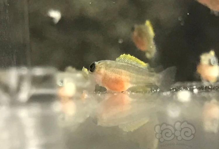 【三湖慈鲷】复合维生素泡丰年虾与幼鱼成长-图2