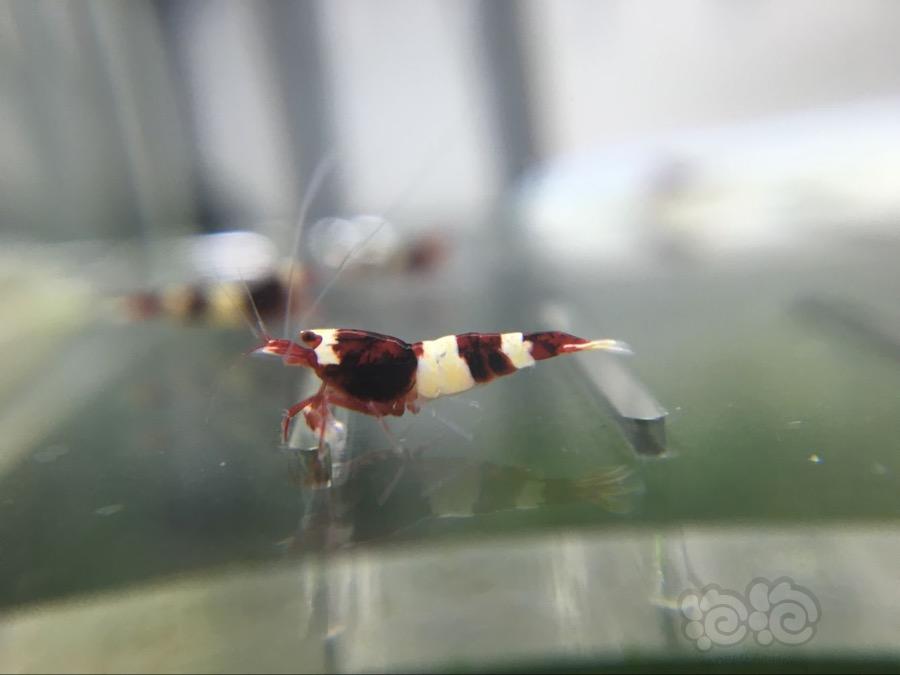 【虾】2017-3-9#RMB拍卖酒红幼虾一份20只-图6