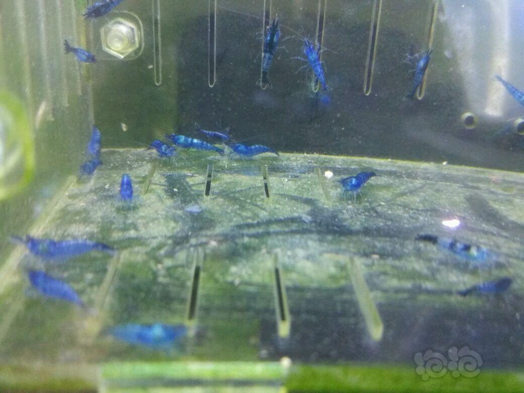 【虾】2017-03-25#RMB拍卖提纯淘汰蓝宝石虾20只为一份-图2