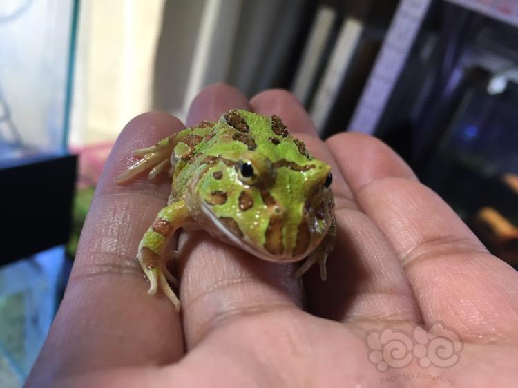 出售南美绿角蛙咖啡角蛙