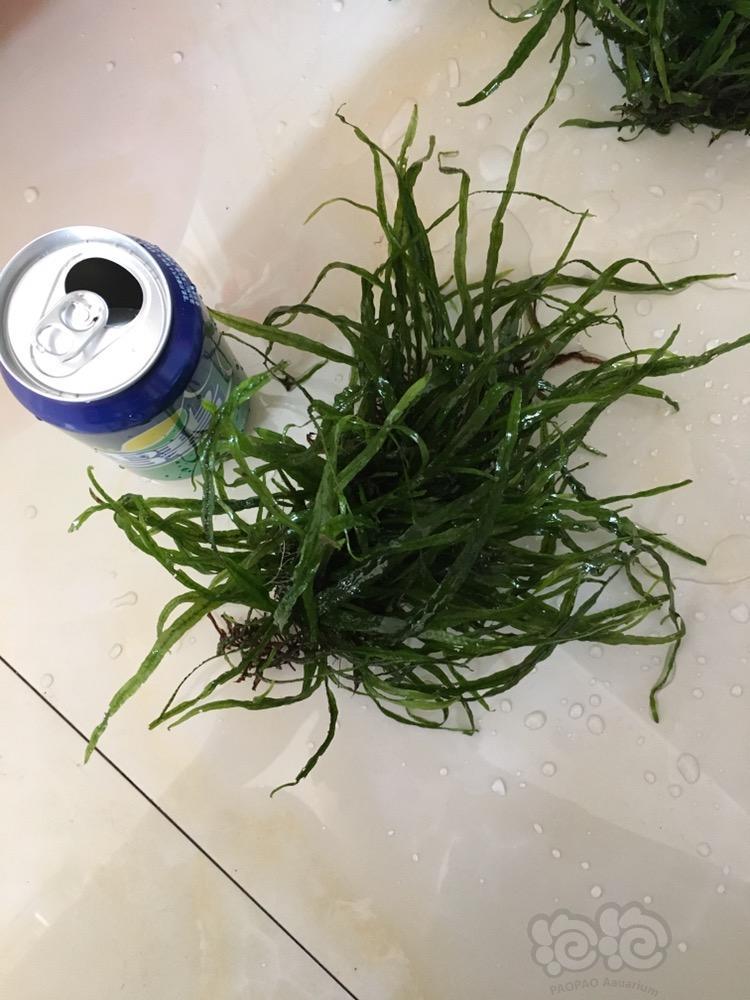 出售出售细叶铁珊瑚莫斯沉木