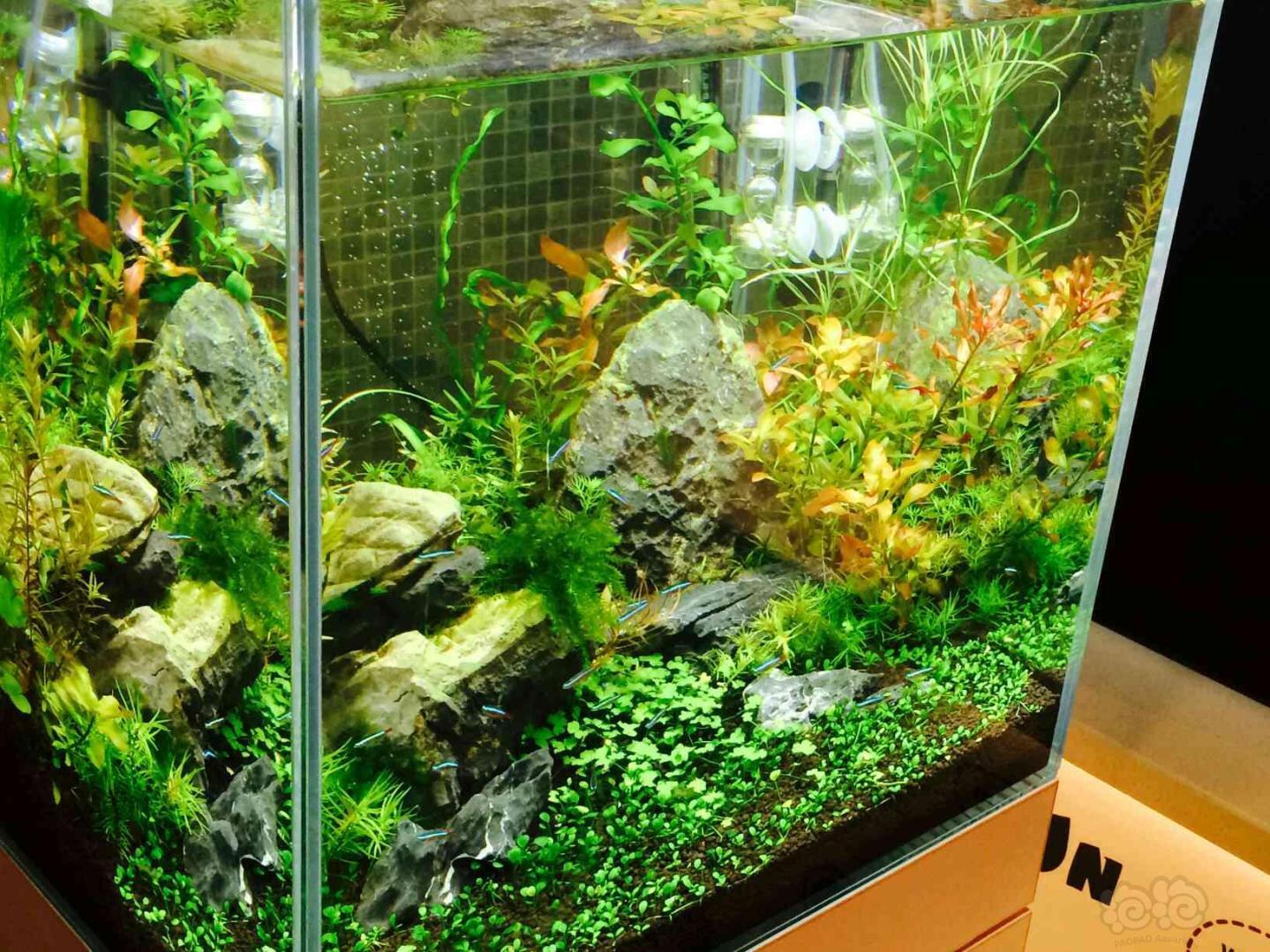 清新小草缸60缸