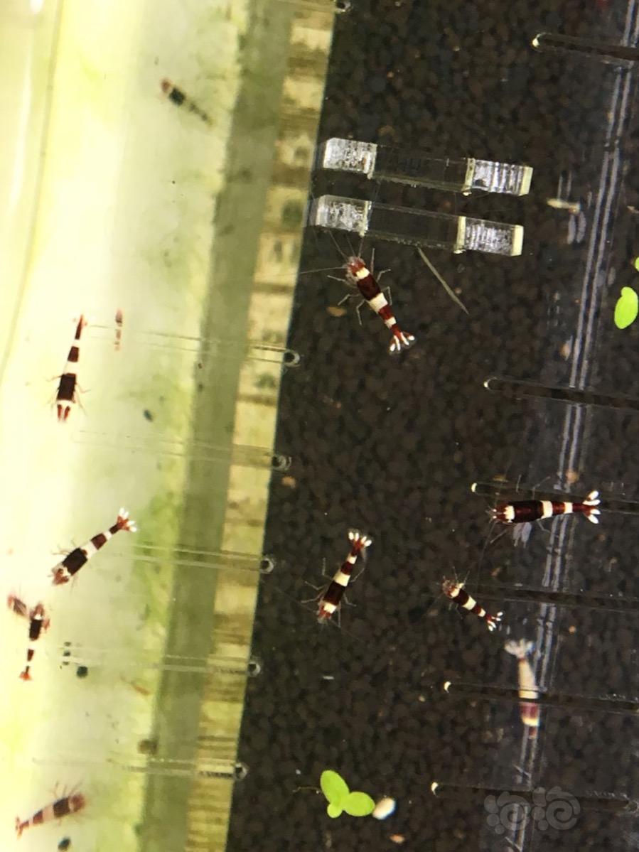 【虾】2017-3-9#RMB拍卖酒红幼虾一份20只-图1