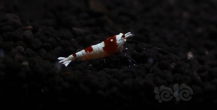【虾】2017-03-01#RMB拍卖纯血红白水晶虾7只为1份-图5