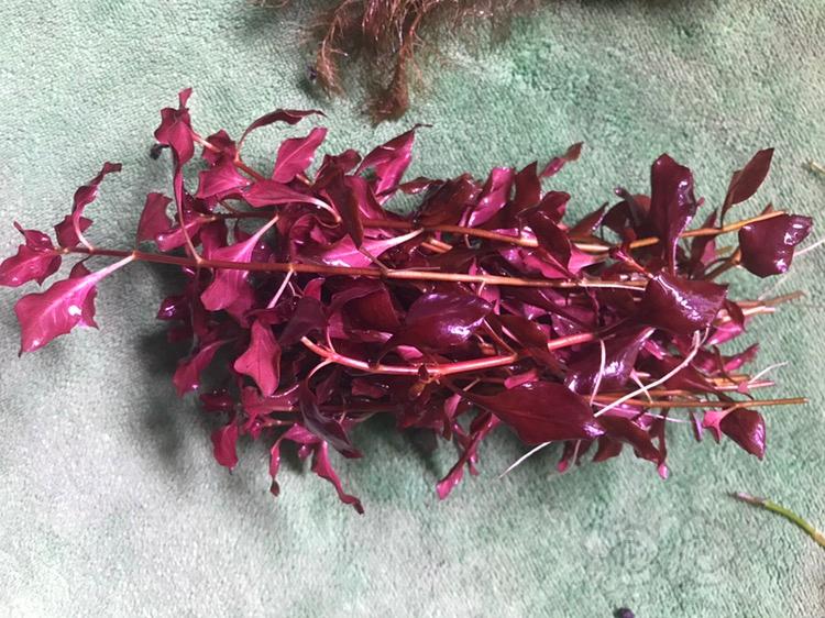 乌苏里聚藻，紫红丁香-图2