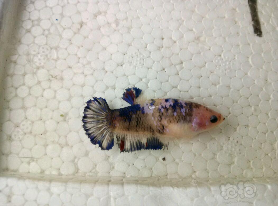 【出售】出自家繁殖将军斗鱼 母鱼