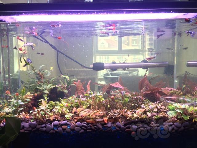 Ada水草泥新泥 泡泡水族