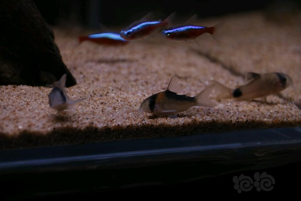 偶的鼠鱼缸摄影-图5