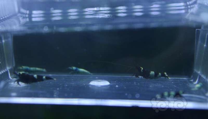 【虾】2017-03-27#RMB拍卖蓝化金刚水晶虾8只-图1