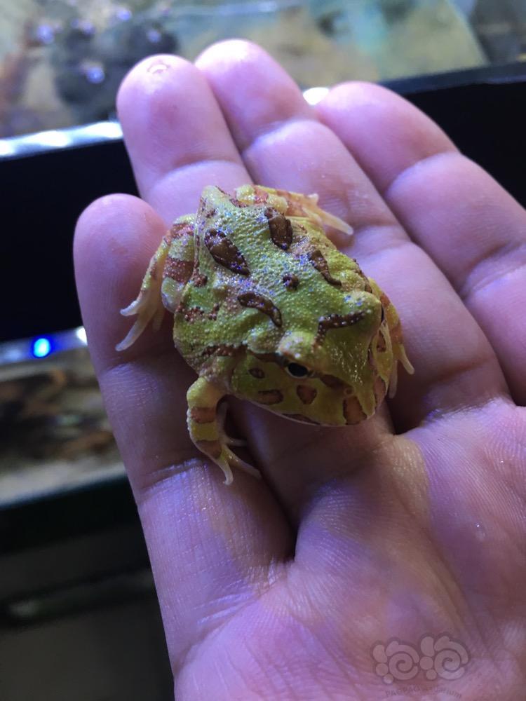 出售南美绿角蛙咖啡角蛙