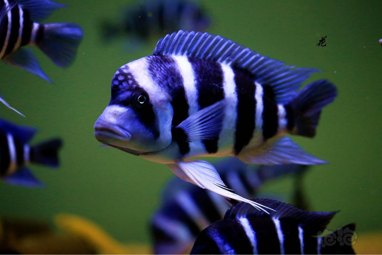 三湖慈鲷萨伊蓝六间随手拍几张