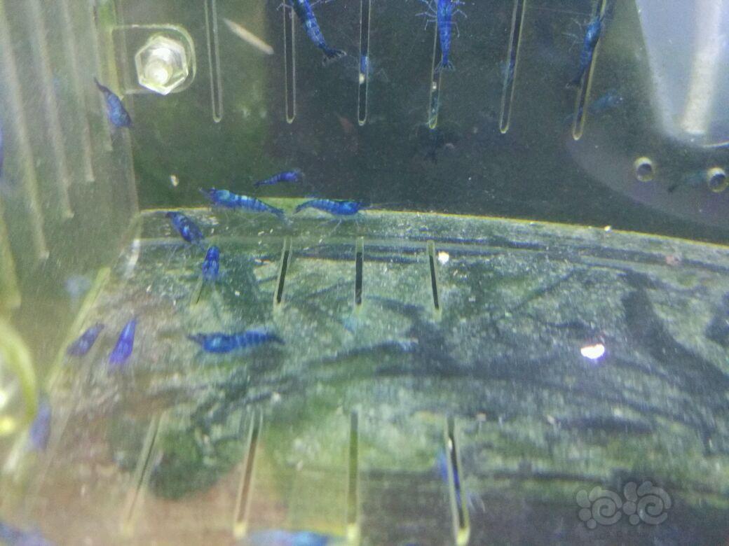 【虾】2017-03-25#RMB拍卖提纯淘汰蓝宝石虾20只为一份-图5