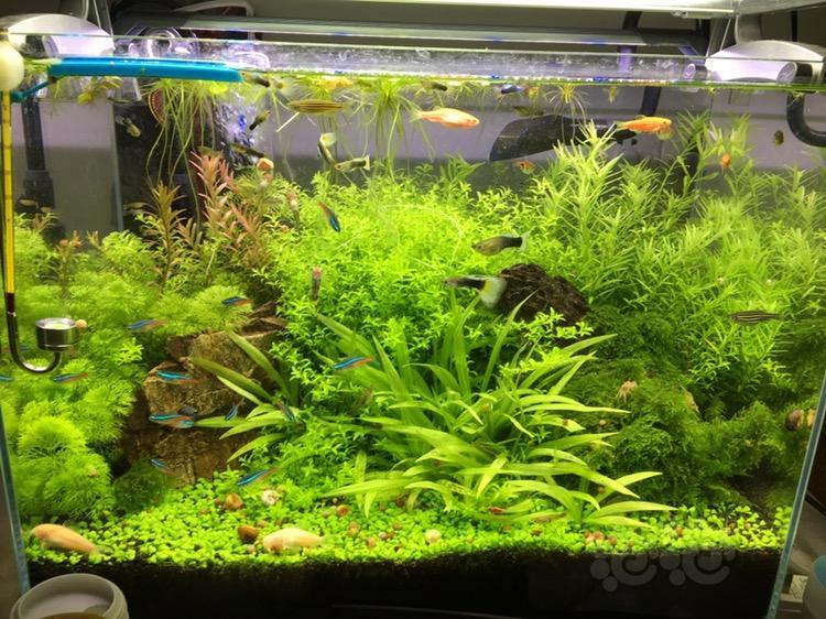 目前打算翻缸.在看看怎么造景吧08