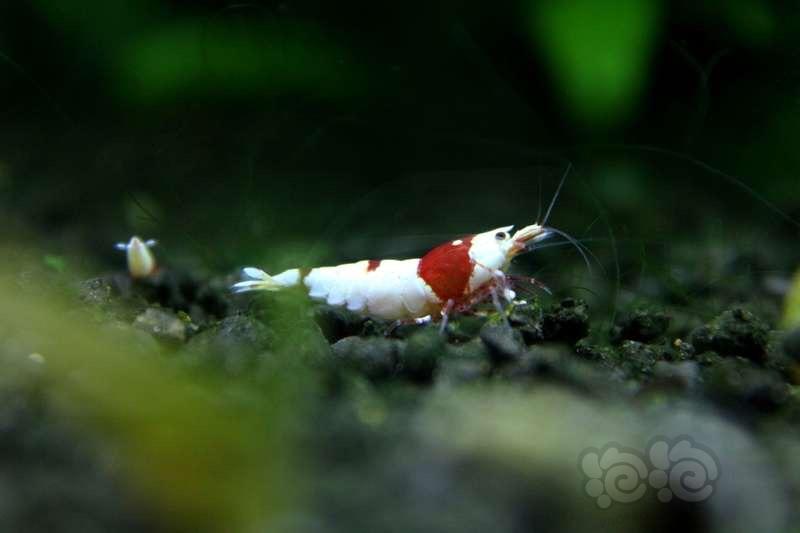 【虾】2017-03-29#RMB拍卖纯血红白水晶虾2只-图2