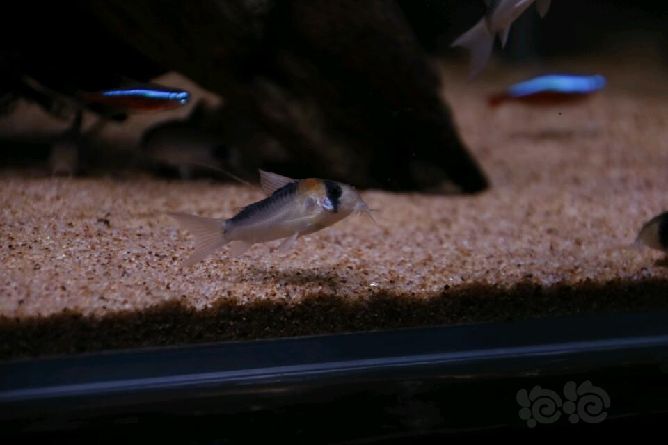 偶的鼠鱼缸摄影-图6