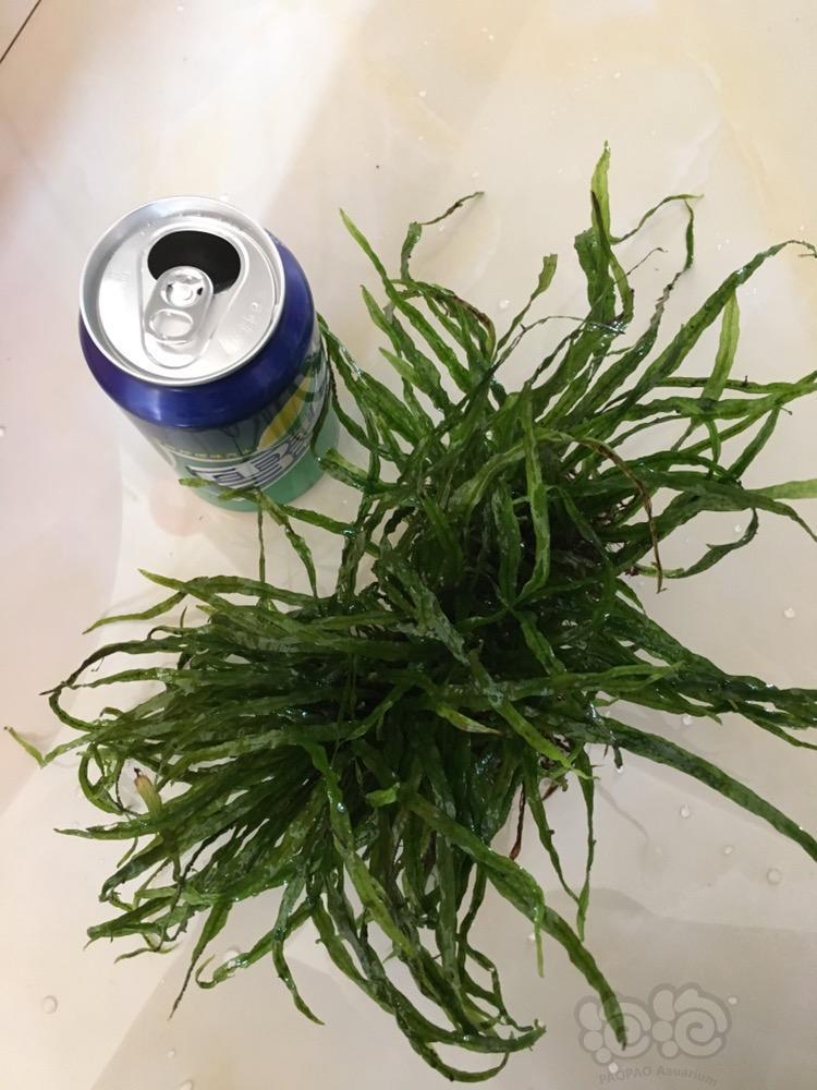 出售出售细叶铁珊瑚莫斯沉木