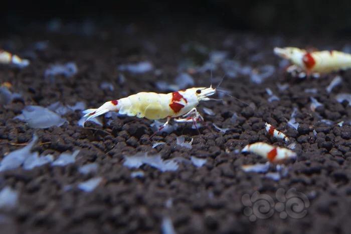 最美红白水晶虾-图3