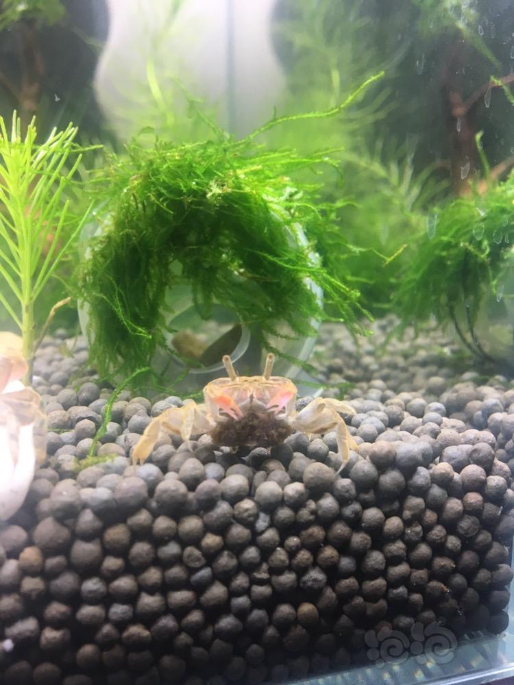 有没有大神懂辣椒蟹的.