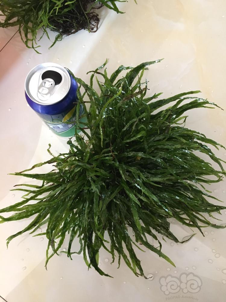 出售出售细叶铁珊瑚莫斯沉木