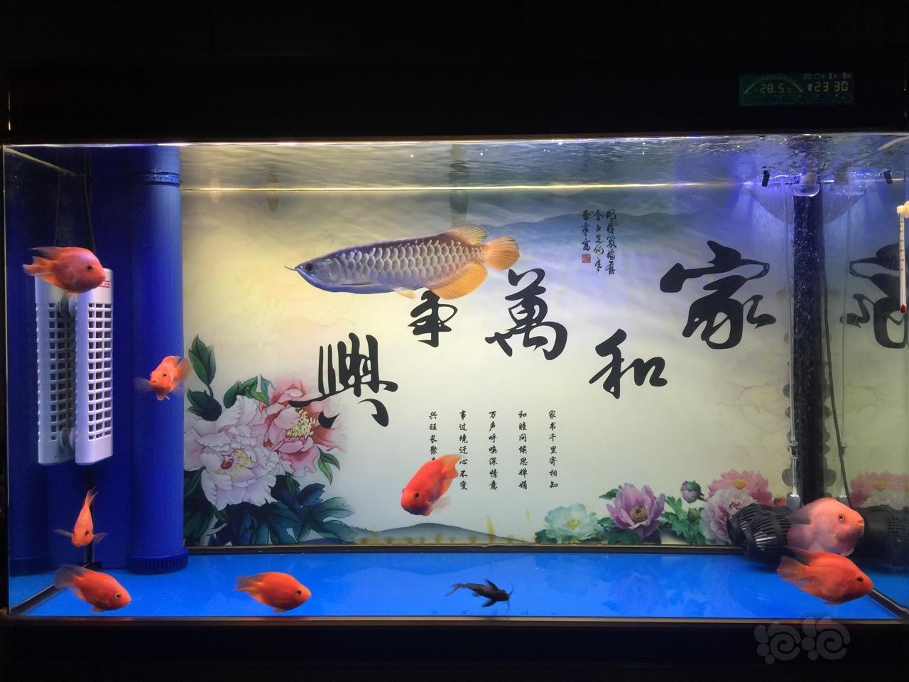 猪鼻龟与金龙鱼 泡泡水族