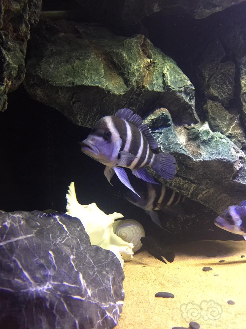 出售价格:500块   有兴趣可以留言或者换一只母萨伊  尺寸:14-16厘米