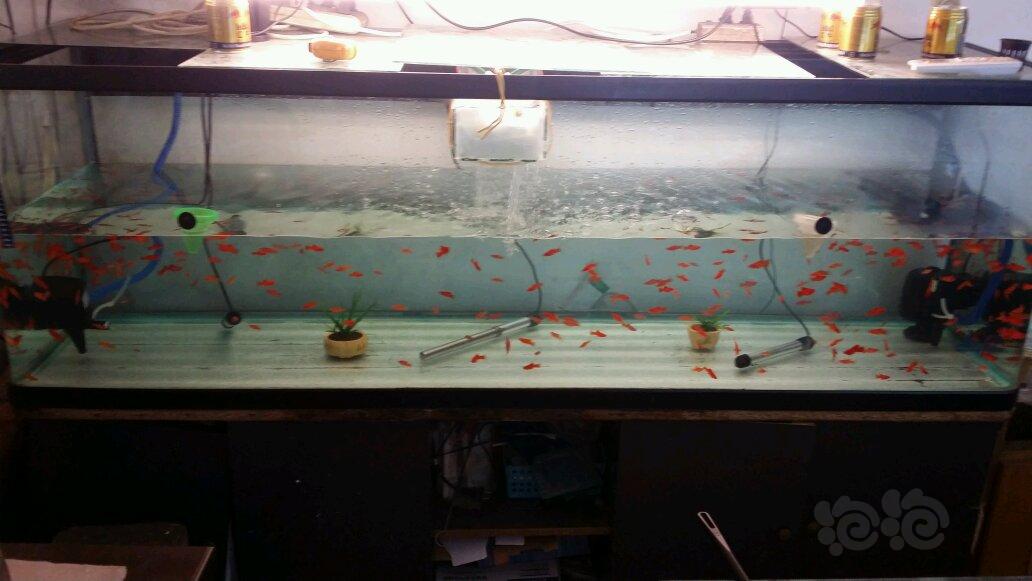 一米八鱼缸里的红剑鱼苗。-图2