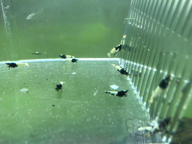【虾】2017-03-31#RMB拍卖黑pinto水晶虾20只一份-图3