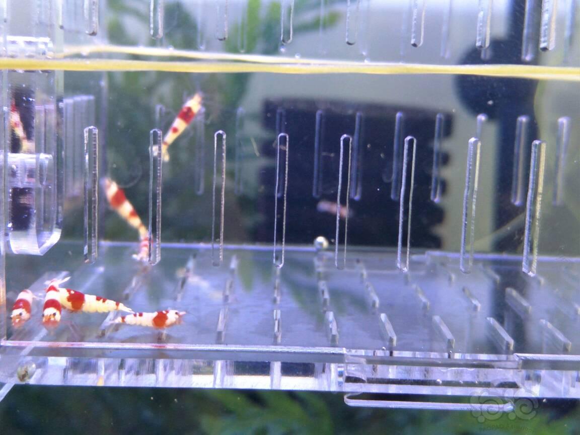 【虾】2017-3-7#RMB拍卖红白水晶虾一份10只-图3